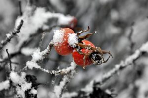 Fagkveld fosterhjem Besøkshjem 06.02.17