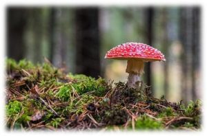 Fagkveld fosterhjem Besøkshjem 01.11.21